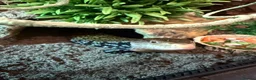 Skink reptiles for sale: Blue tongue Indo skink in Nuneaton - Advert 1