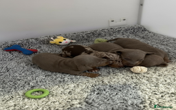 Miniature Dachshund dogs for sale: Rainbow minture Dashounds - Image 6