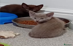 Mixed Breed cats for sale: Ragdoll mix - Advert 2