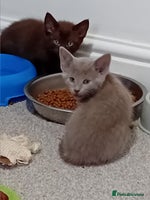 Mixed Breed cats Ragdoll mix - Advert 5