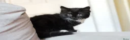 Turkish Angora cats for sale: Turkish Angora Mix Kittens - Advert 10