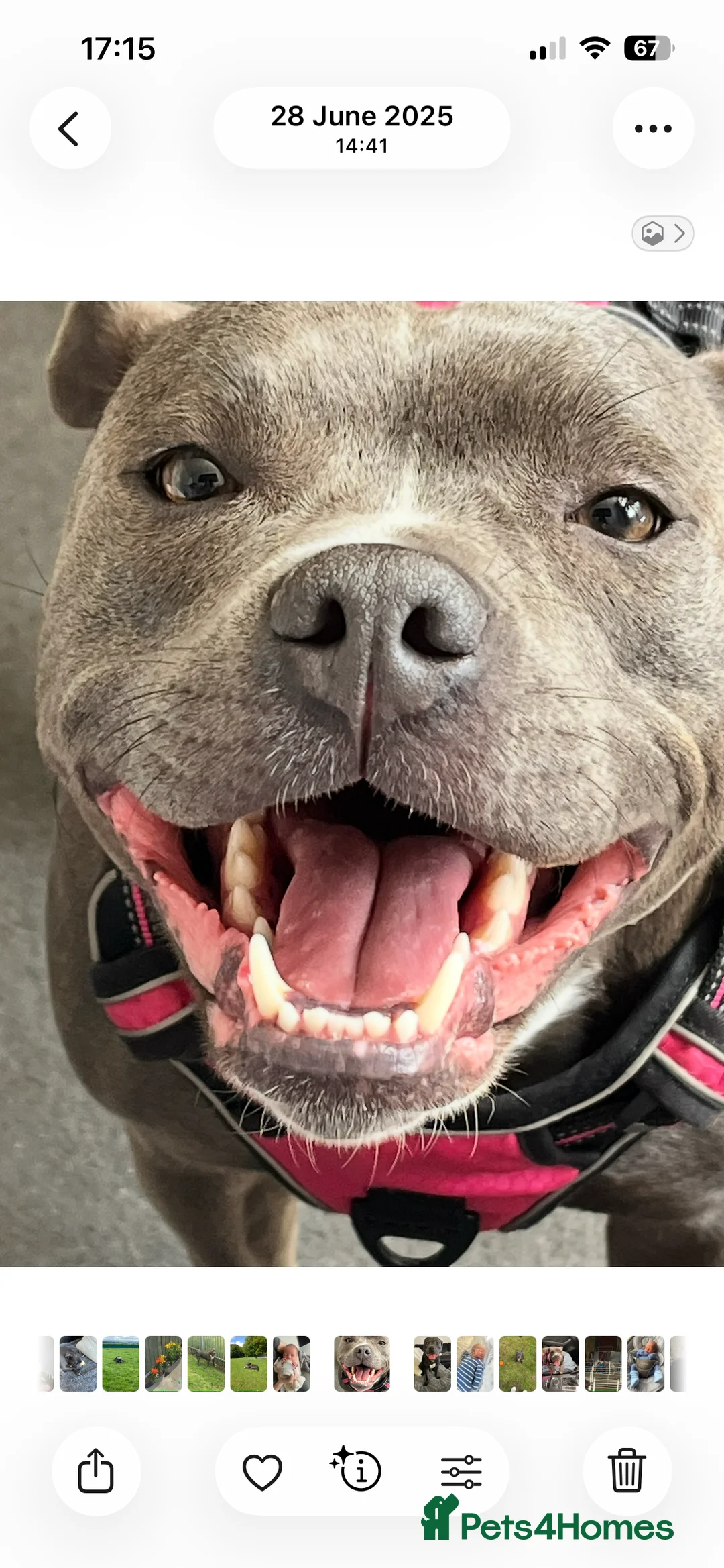 Staffordshire Bull Terrier dogs for sale: Blue staffy pups due soon - Advert 1