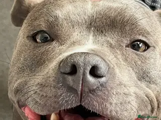 Staffordshire Bull Terrier dogs Blue staffy pups due soon - Advert 1