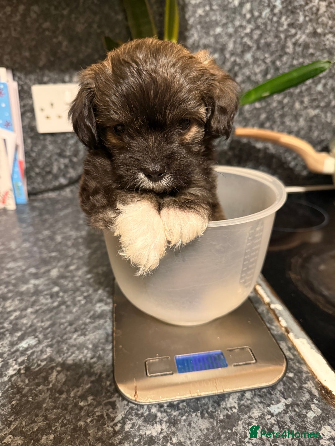 Mixed Breed dogs for sale: Female puppy for rehoming  - Advert 3