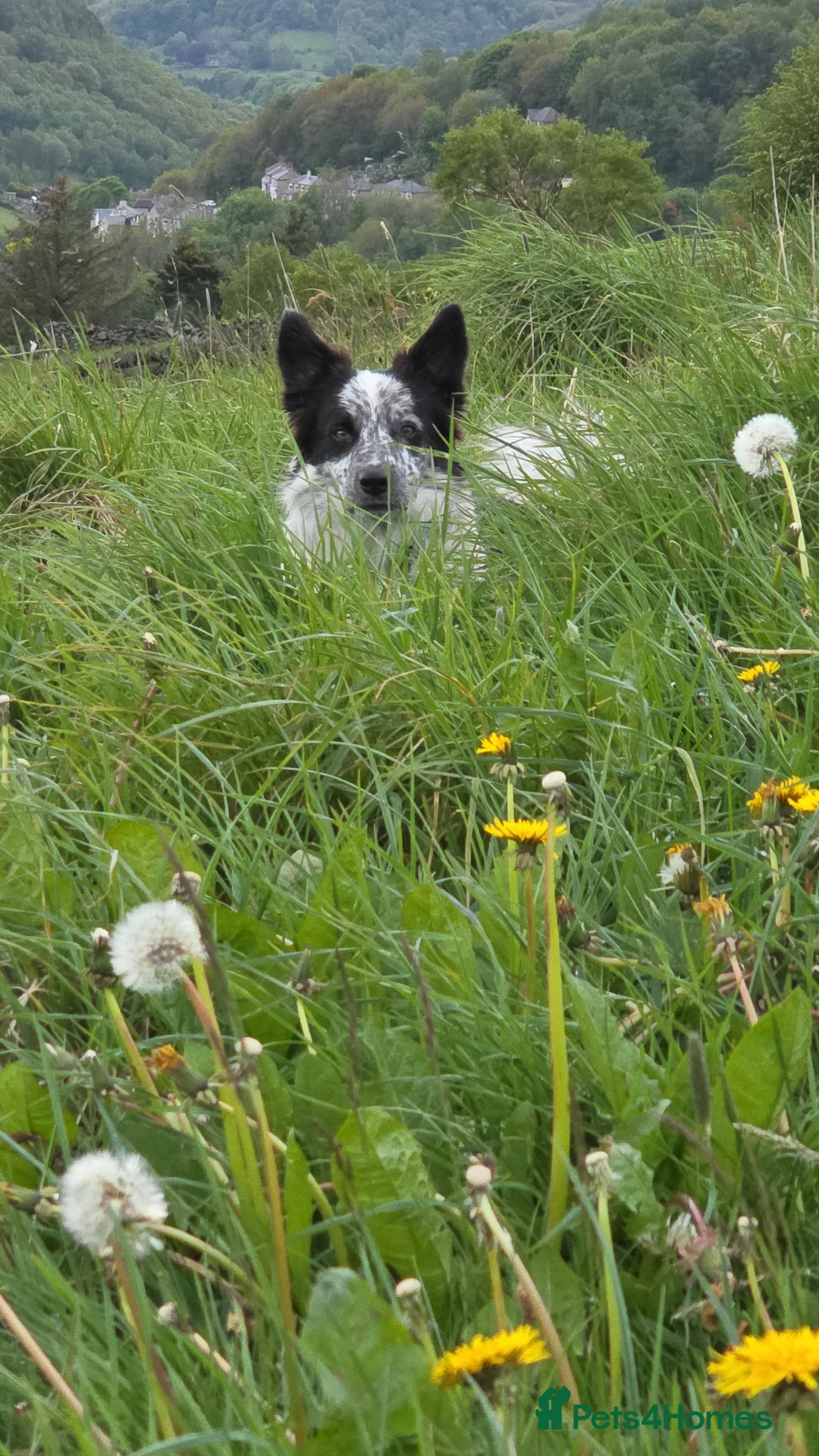 Border Collie dogs for stud: Mr dog   - Advert 2