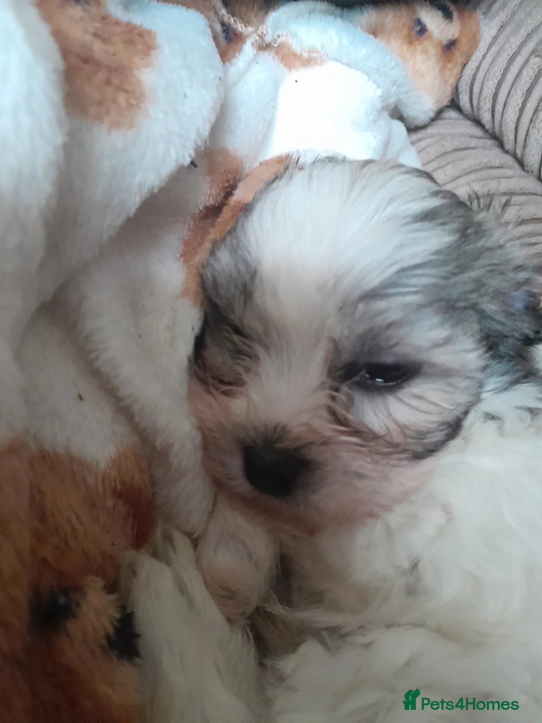 Maltipoo dogs for sale: Maltipoo  - Advert 6