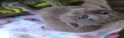 Mixed Breed cats for sale: Beautiful grey female kitten  - Advert 4
