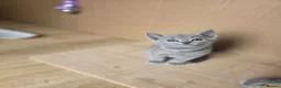 Russian Blue cats for sale: GCCF PEDIGREE BLUE RUSSIAN KITTENS  - Advert 2