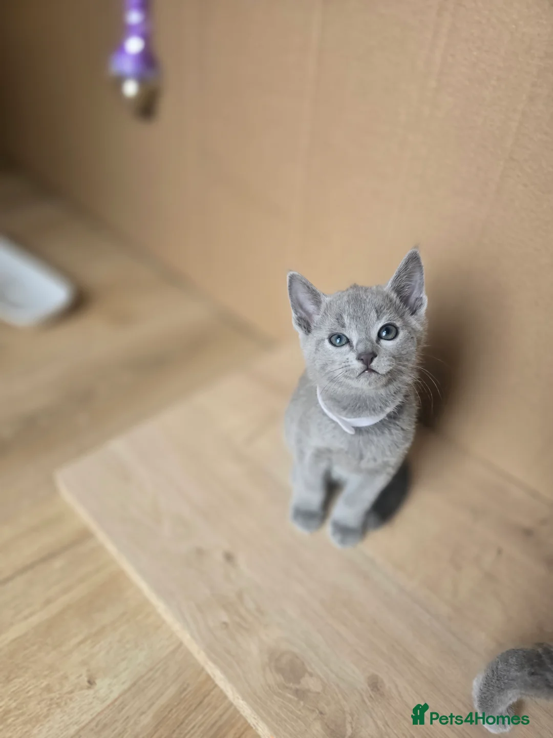 Russian Blue cats for sale: GCCF PEDIGREE BLUE RUSSIAN KITTENS  - Advert 2