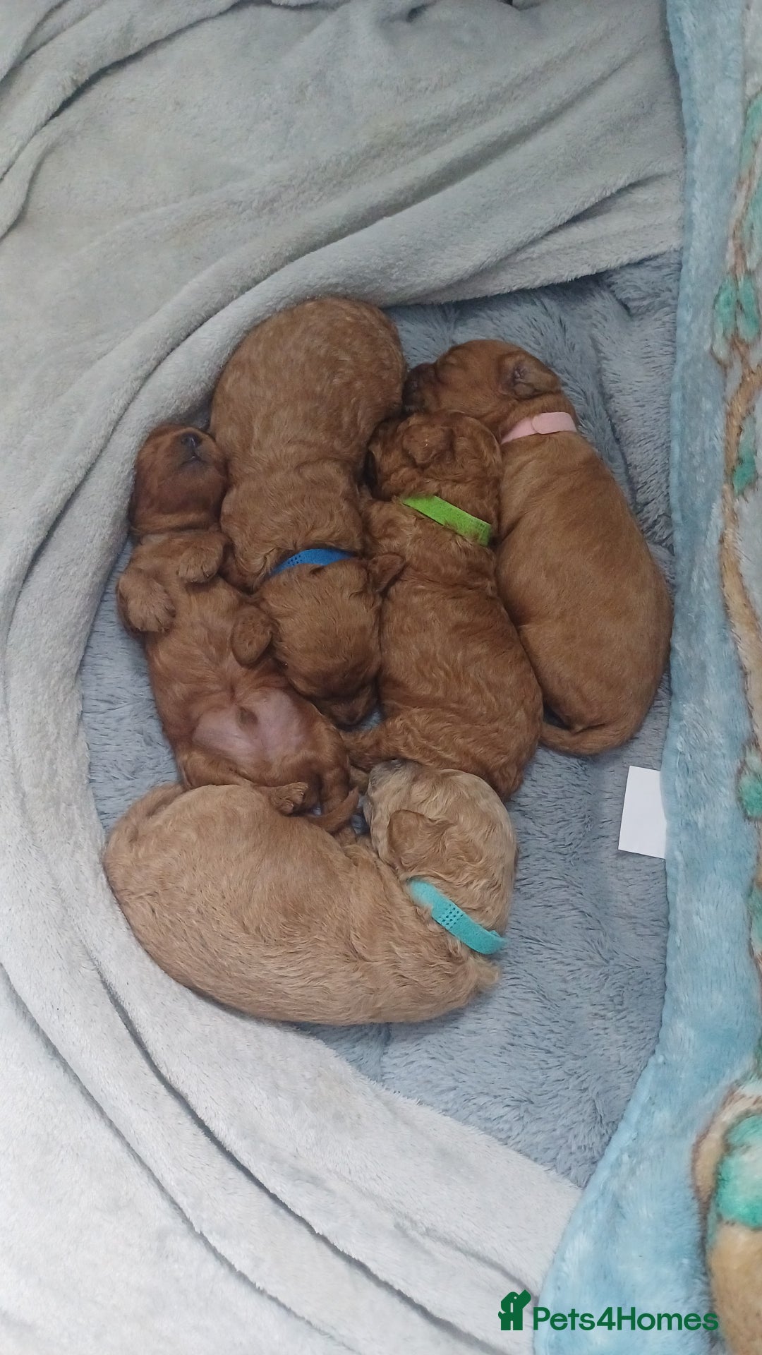 Cockapoo dogs for sale: Beautiful cockapoo puppies  - Image 26
