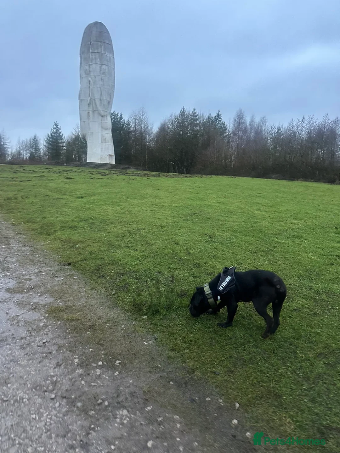 Cane Corso dogs for sale: Cane corso 1 year old - Advert 3