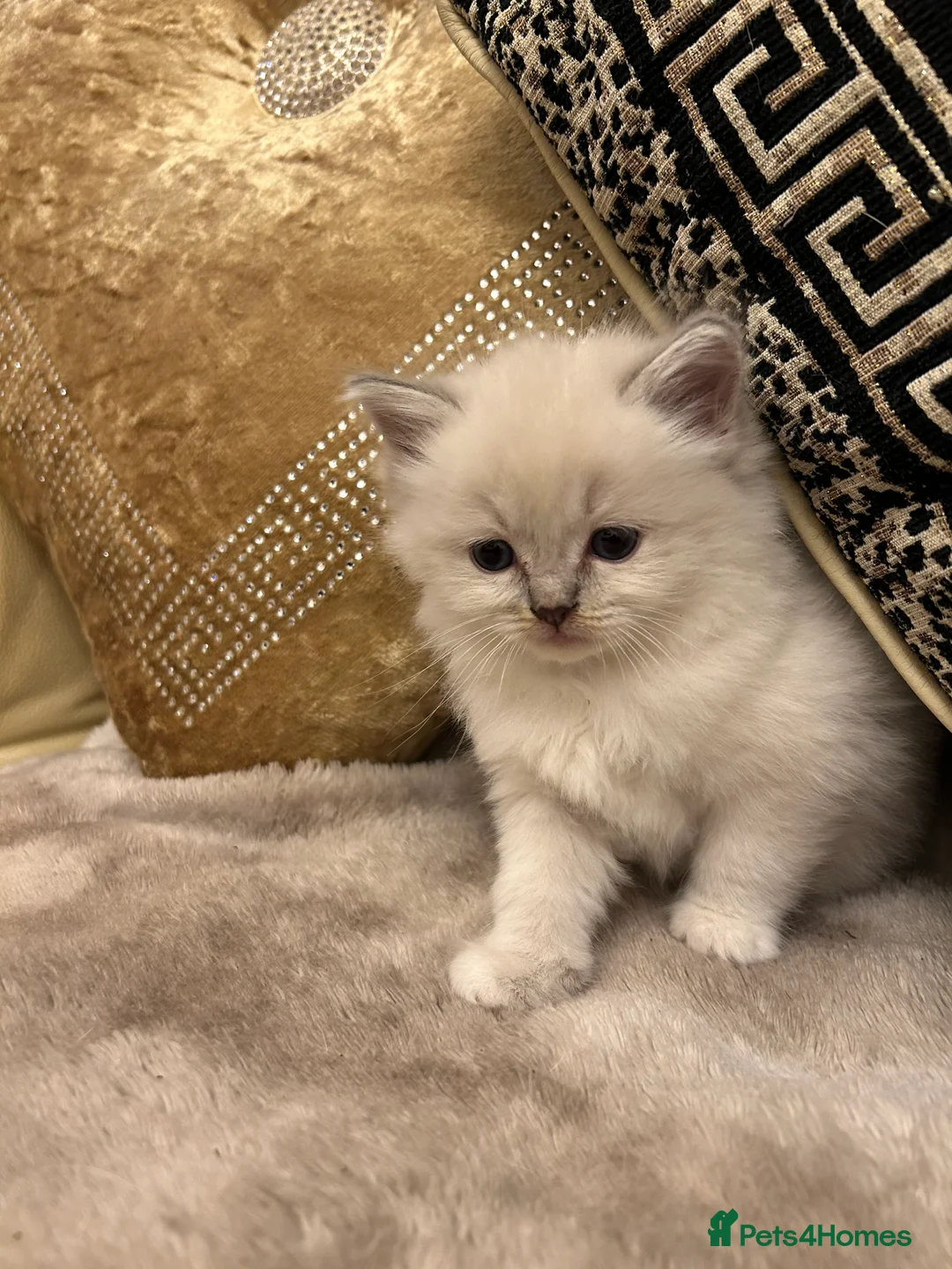 Ragdoll cats for sale: Beautiful Ragdolls ( 1 FEMALE LEFT!! )  - Advert 4