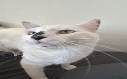 Domestic Shorthair cats for sale: Casper - Image 3