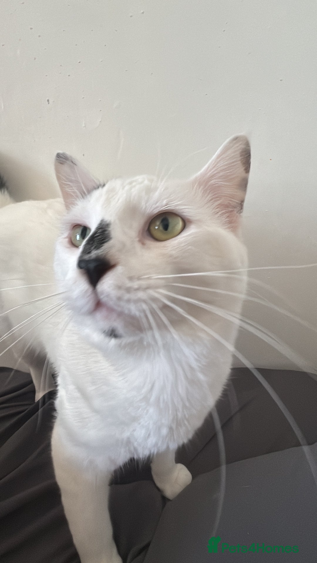 Domestic Shorthair cats for sale: Casper - Image 3