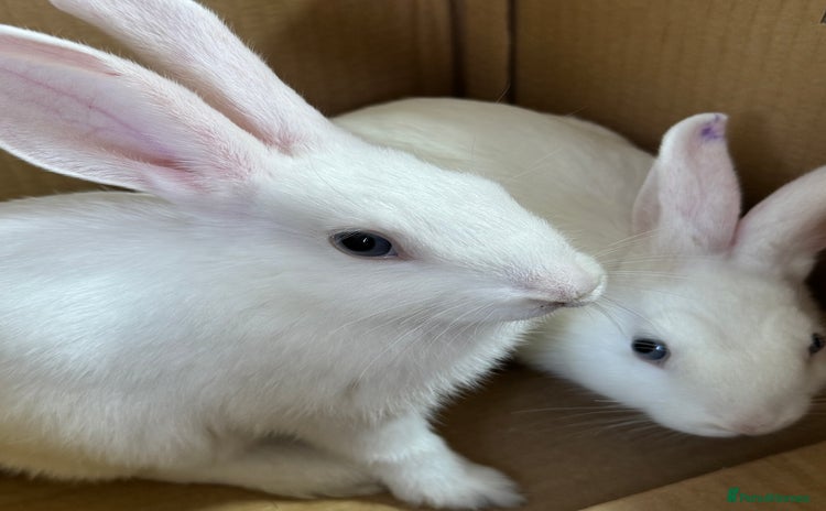 Mixed Breed rabbits - Advert 1