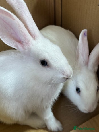 Mixed Breed rabbits - Advert 8