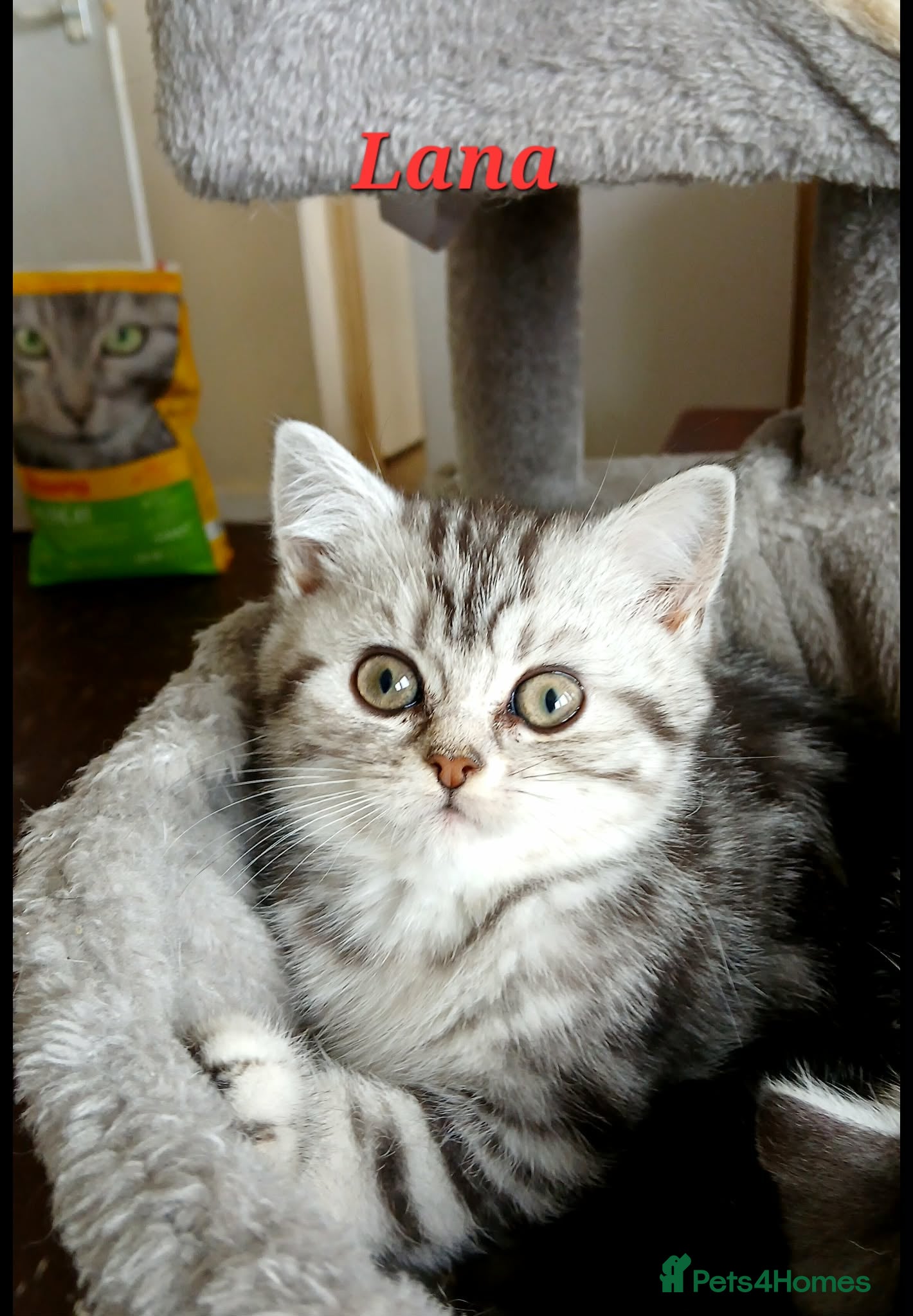 British Shorthair cats Bsh .Silver Classic Tabby. GCCF. - Advert 2