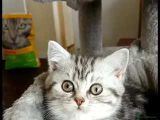 British Shorthair cats Bsh .Silver Classic Tabby. GCCF. - Advert 2