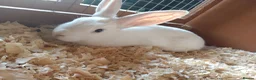 Mixed Breed rabbits for sale: Continental giant cross rex babies READY TO GO NOW - Advert 2