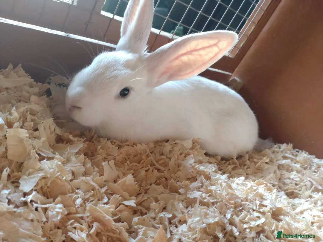 Mixed Breed rabbits for sale: Continental giant cross rex babies READY TO GO NOW - Advert 2