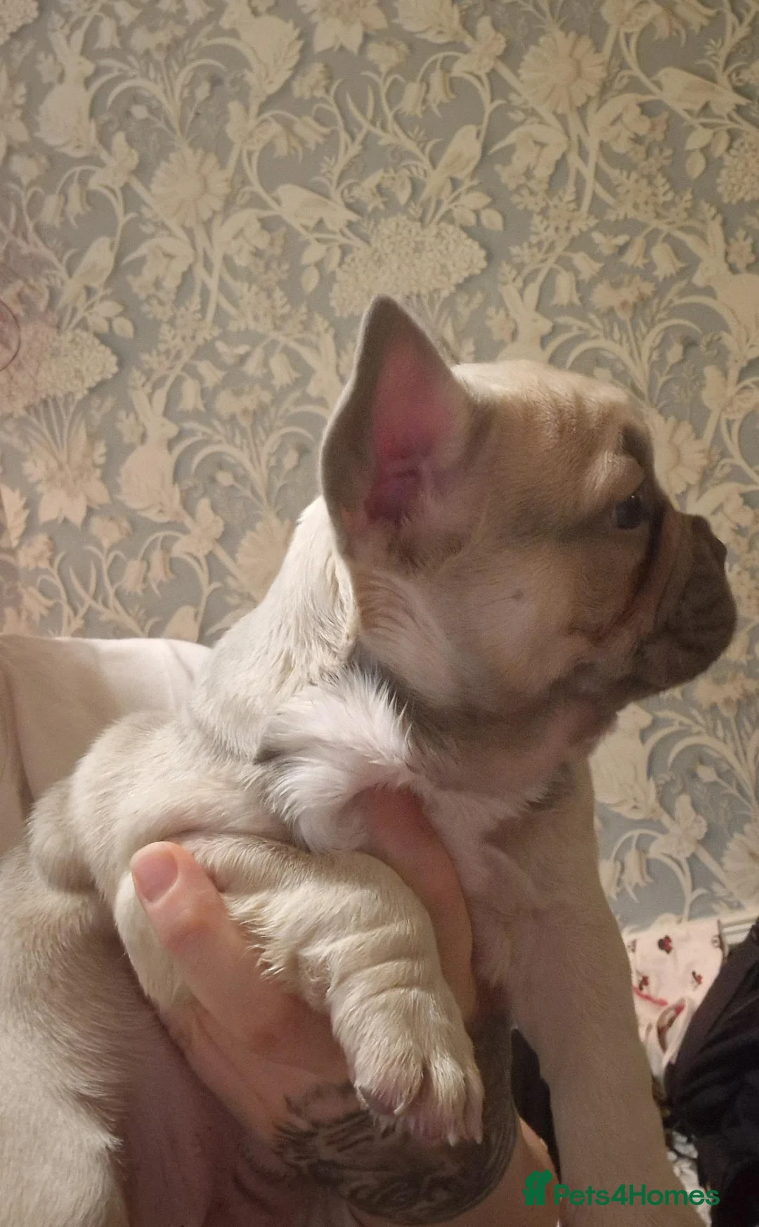 French Bulldog dogs for sale: 2 stunning fluffy carrier frenchbulldog puppys - Advert 2