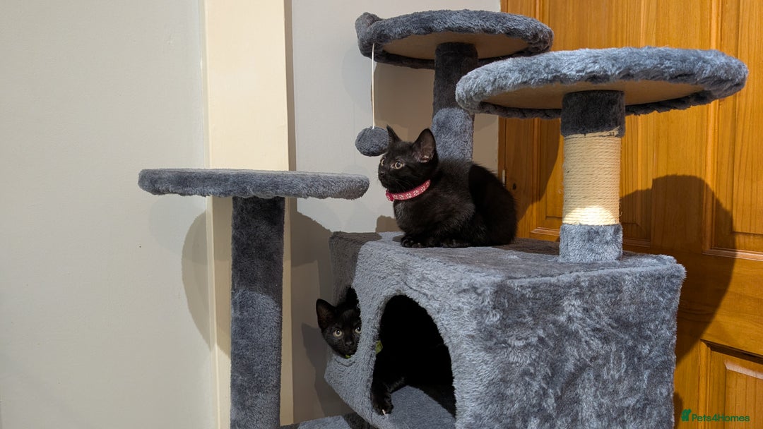 Mixed Breed cats for sale: Beautiful Kittens - Image 7