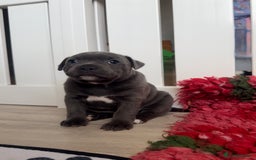 Staffordshire Bull Terrier dogs for sale: Health tested KC Staffordshire Bullterrier puppy’s - Image 2