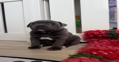 Staffordshire Bull Terrier dogs - Advert 7