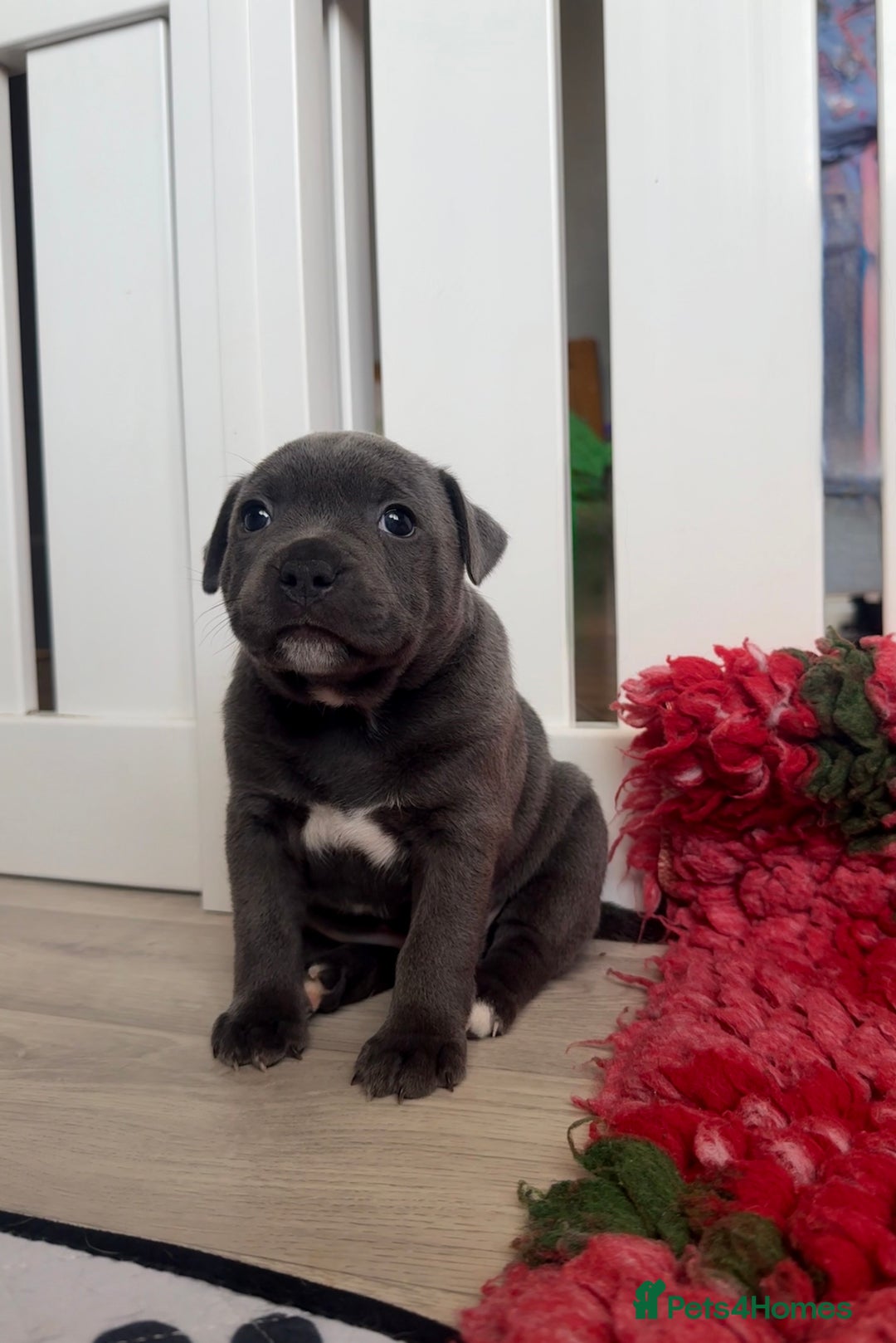 Staffordshire Bull Terrier dogs for sale: Health tested KC Staffordshire Bullterrier puppy’s - Image 2