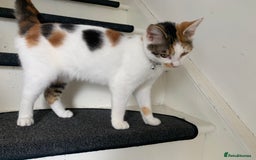 Domestic Shorthair cats for sale: Beautiful friendly Kittens  - Image 5