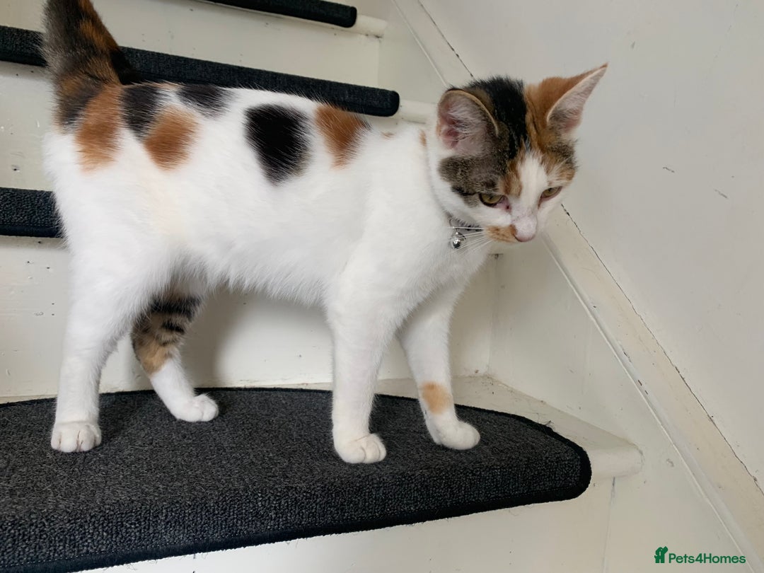 Domestic Shorthair cats for sale: Beautiful friendly Kittens  - Image 5