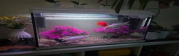 Goldfish fish for sale: 60 liter aquarium 3 goldfish.  in London - Advert 2