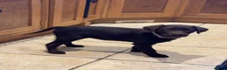 Labrador Retriever dogs for sale: Stunning KC Chocolate Labrador puppies - Advert 5