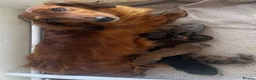 Dachshund dogs for sale: STANDARD KC REG LONGHAIRED DACHSHUNDS  - Advert 7