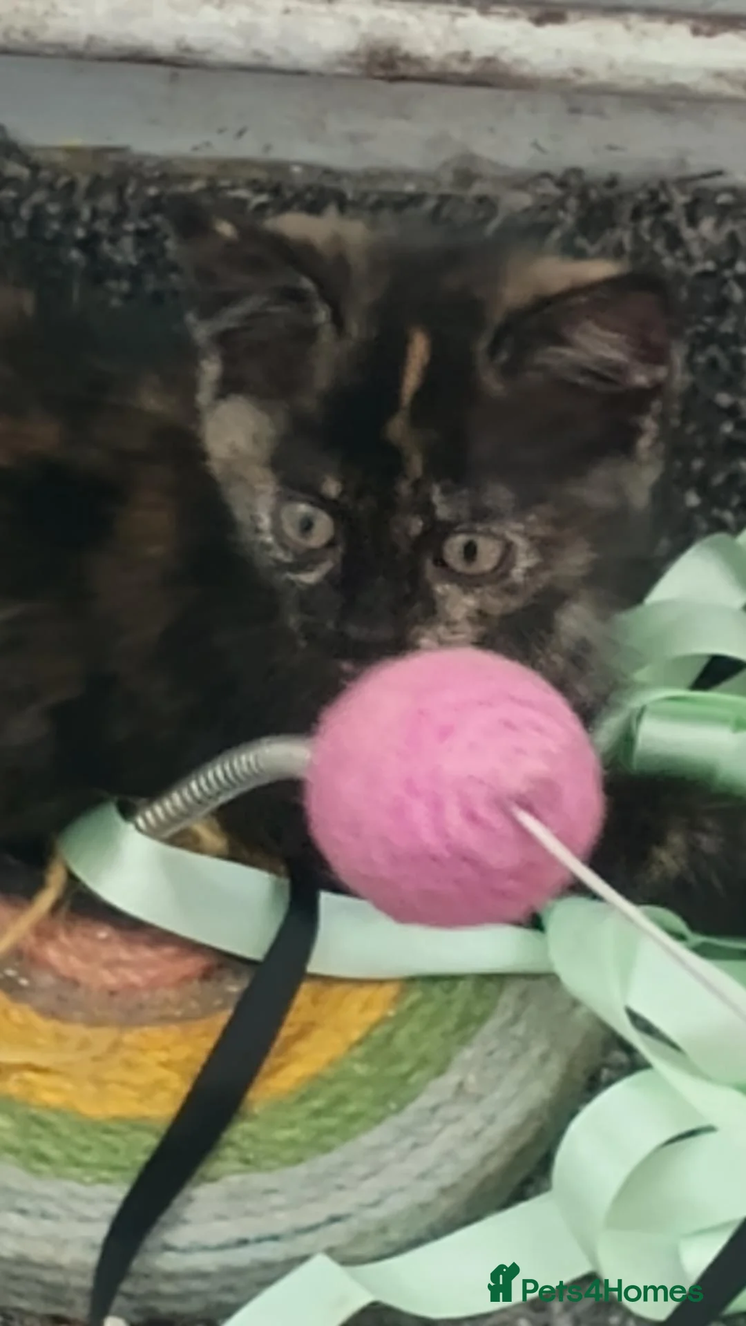 Mixed Breed cats for sale: Last female kitten - Advert 2