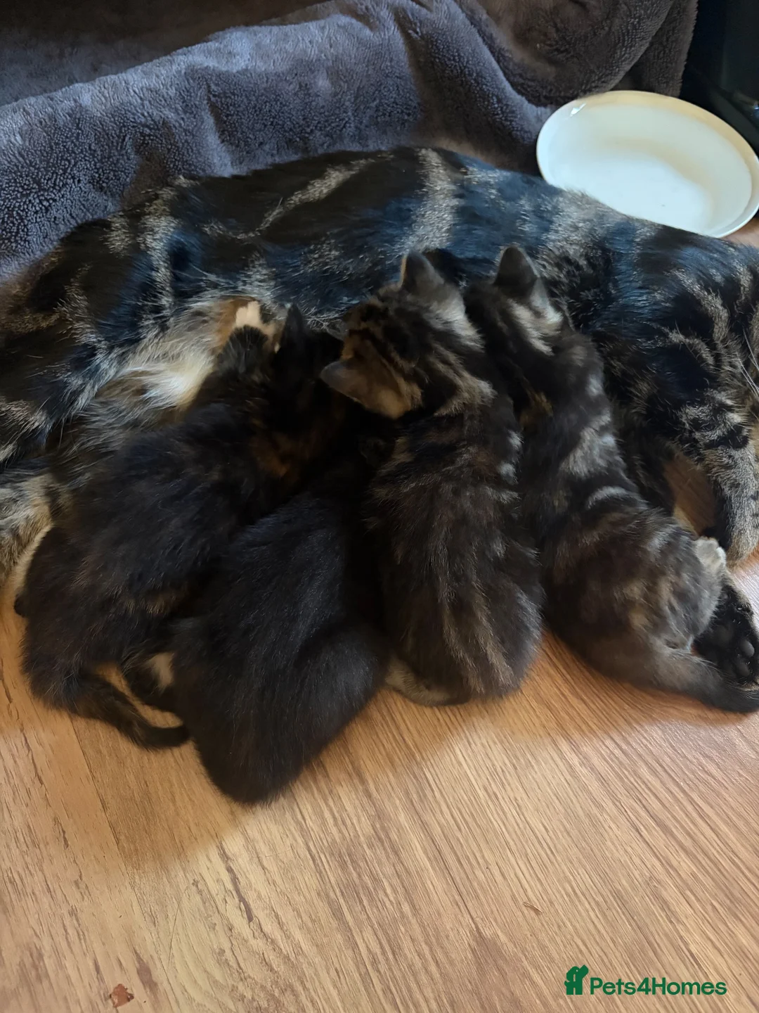 Mixed Breed cats for sale: Four Gorgeous Kittens  - Advert 17