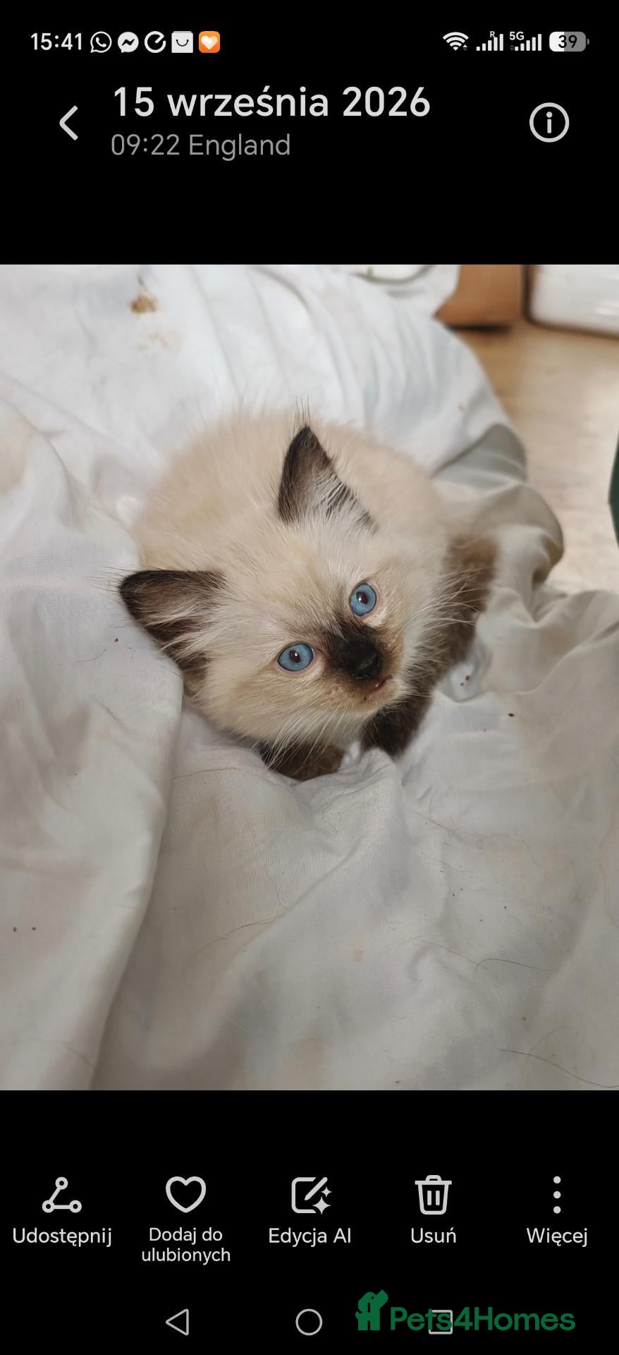 Ragdoll cats  Ragdoll Boys Ready For Their Forever Homes!  - Advert 16