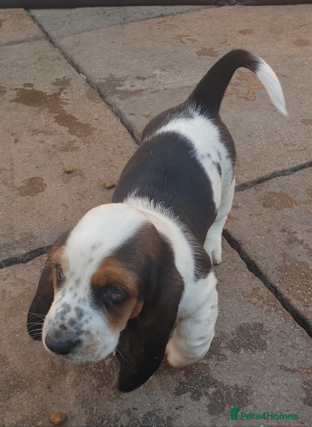 Basset Hound dogs for sale: Basset hound pups - Advert 2