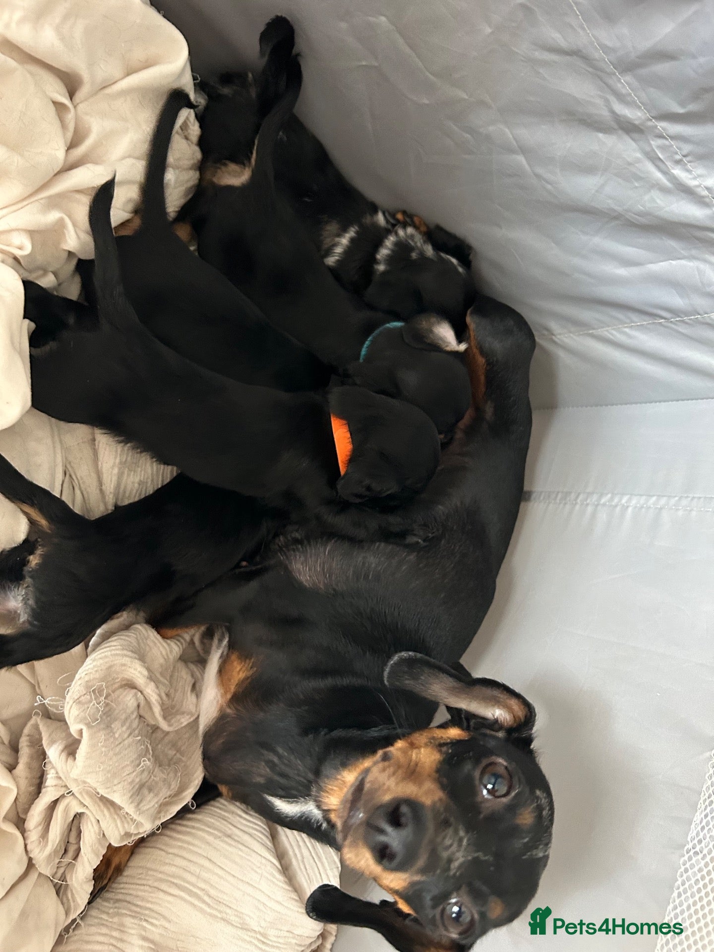Mixed Breed dogs Doxiepoo puppies  - Advert 2