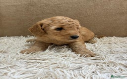 Sproodle dogs for sale: Lovely Sproodles (Springerpoos) - Image 14
