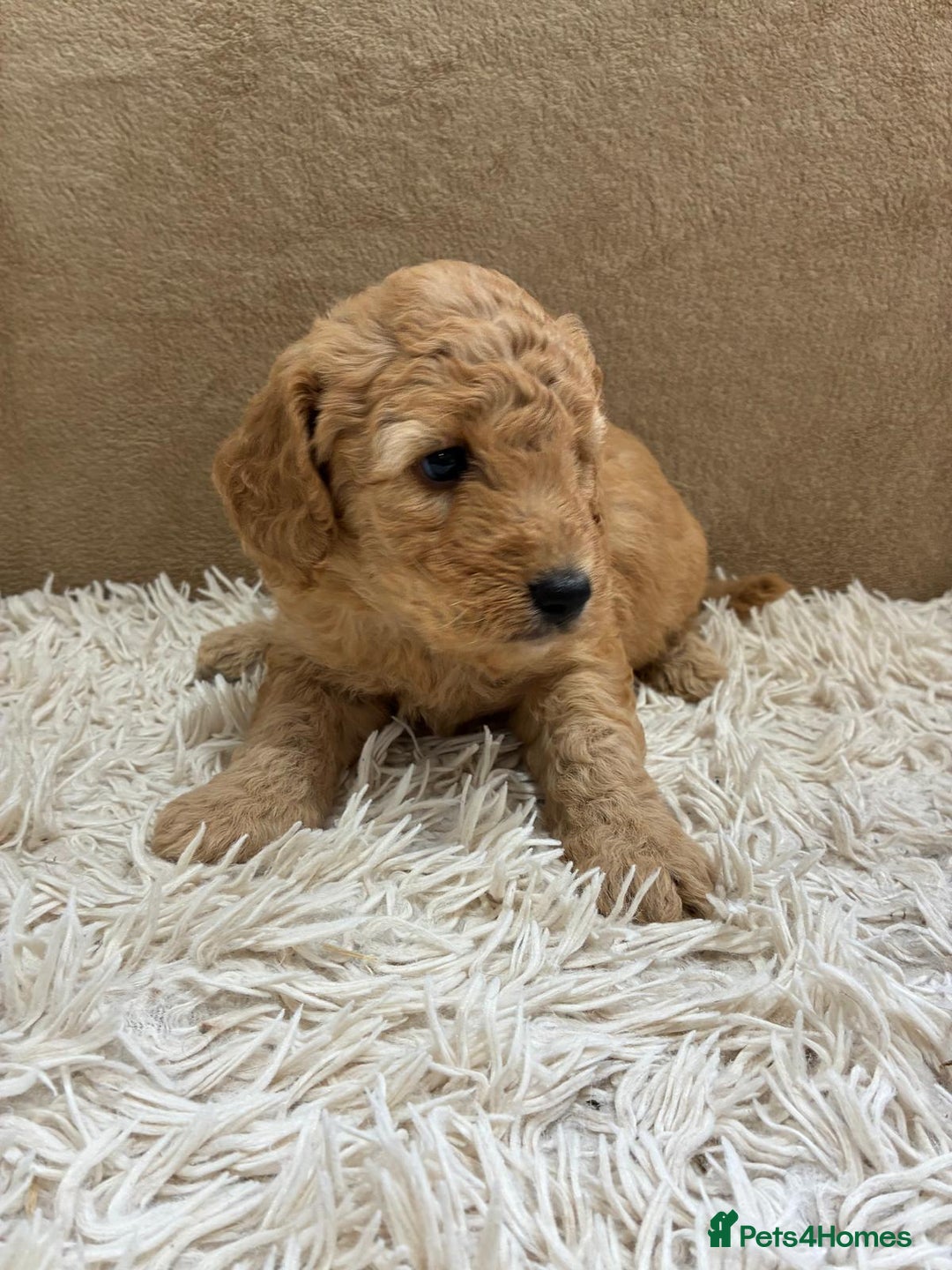 Sproodle dogs for sale: Lovely Sproodles (Springerpoos) - Image 14