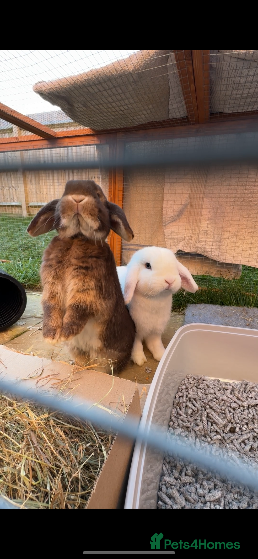Mini Lop rabbits for sale: Bonded mini lop pair - 1 year olds  - Advert 1