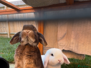 Mini Lop rabbits Bonded mini lop pair - 1 year olds - Advert 4