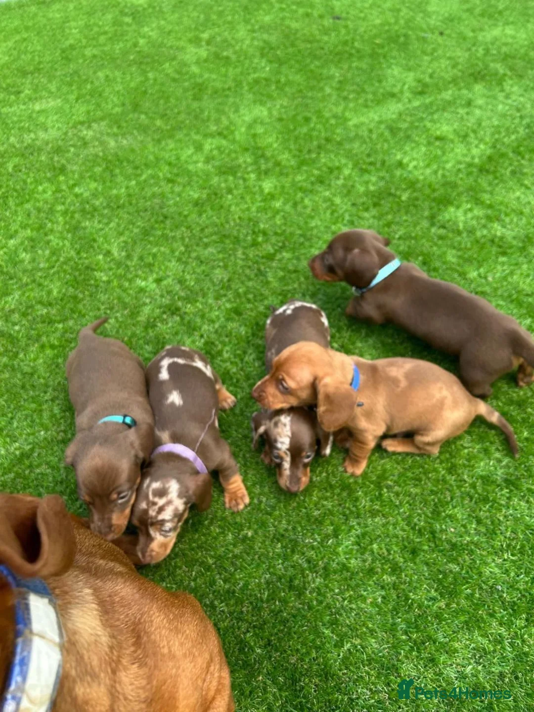 Miniature Dachshund dogs for sale: Absolutely Beautiful litter Miniature Dachshund in Exeter - Advert 7