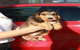 Cocker Spaniel dogs for sale: Full Cocker Spaniels Puppies  - Image 27