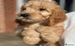 Irish Doodle dogs for sale: Beautiful Irishdoodles - Image 1
