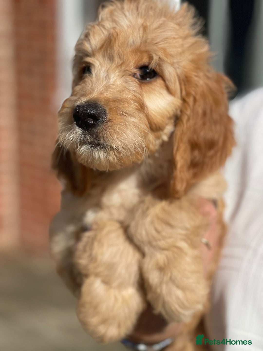 Irish Doodle dogs for sale: Beautiful Irishdoodles - Image 1