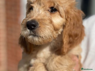Irish Doodle dogs - Advert 1
