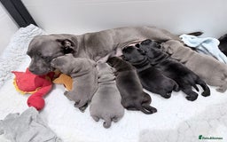 Staffordshire Bull Terrier dogs for sale: Staffordshire bull Terrier CHAMPION BLOODLINE  - Image 2