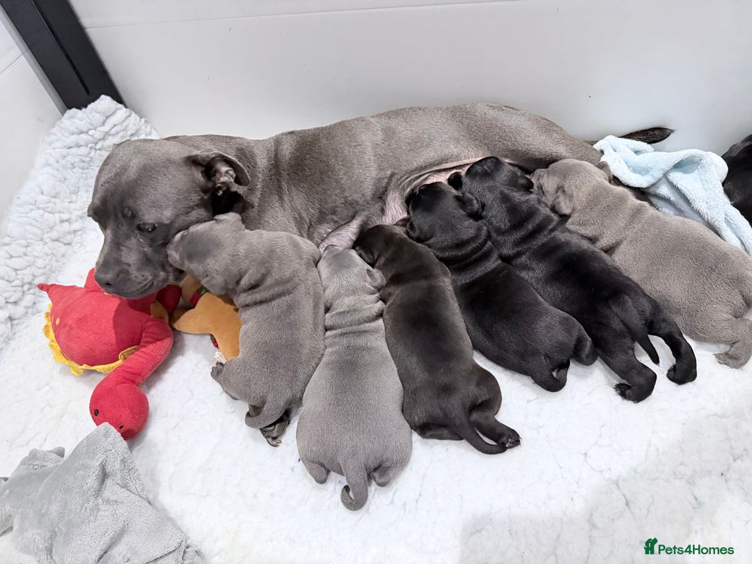 Staffordshire Bull Terrier dogs for sale: Staffordshire bull Terrier CHAMPION BLOODLINE  - Image 2